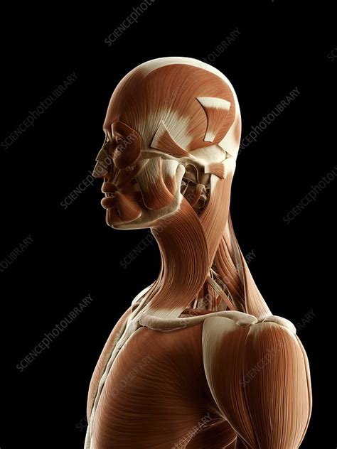 Attached to the bones of these muscles become very easy to identify once you know the names of the bones that they are. Human muscular system, illustration - Stock Image - F010/9256 - Science Photo Library