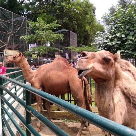 Wahana ini merupakan wahana yang paling ekstrem di siantar waterpark. Dari Alam Hingga Kulineran, Pematang Siantar Indahnya ...