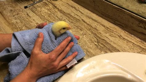 Be sure to test the water with your elbow to make sure it isn. How to give a baby chick a bath pt. 2 - YouTube