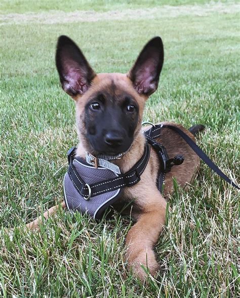 While not all dogs are prone to suffer from any or all. Belgian Shepherd Dog (Malinois) Puppies For Sale | Zeeland ...