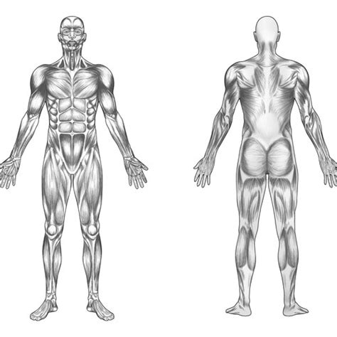 Pain relief without medication, minimal side effects, easily if you experience soreness after your back massage, try an epsom salt bath to relax your muscles. Full Body Muscle Diagram for professional massage charting ...