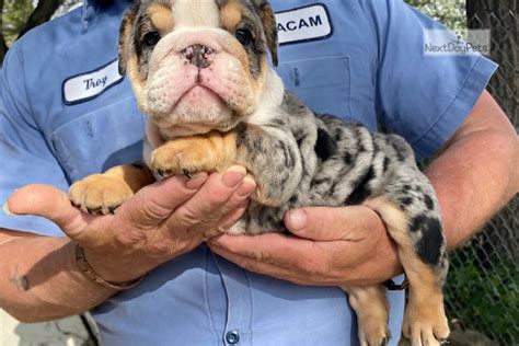 We currently are in the breeding process. Blue Tri Merle M: English Bulldog puppy for sale near ...