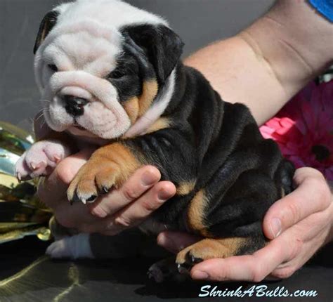 Find a lilac bulldog on gumtree, the #1 site for dogs & puppies for sale classifieds ads in the uk. AKC blue tri English bulldog puppies for sale, purple ...