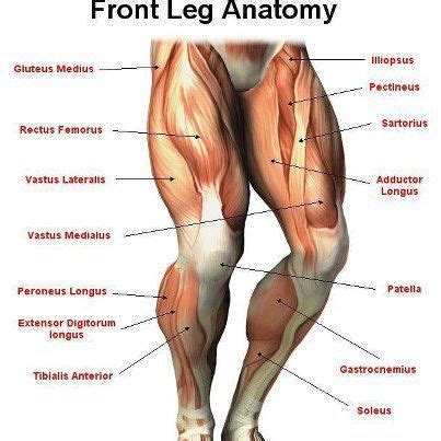 The biomechanical effects of stretching. Pin on Pilates Amatomy