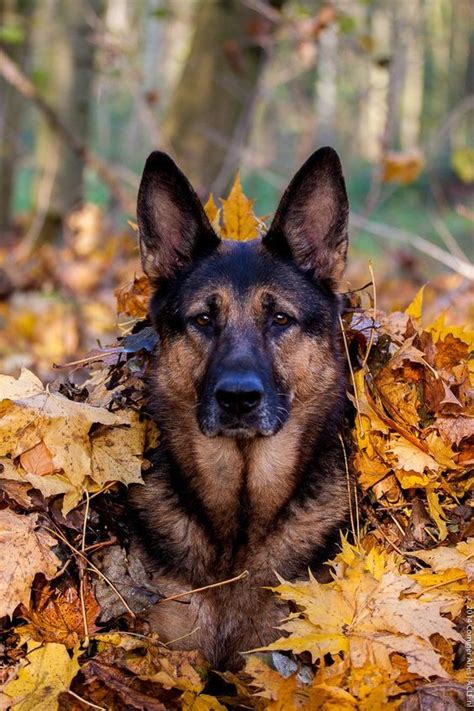 เยอรมันเชฟเฟิร์ด (german shepherd) วิธีดูแลน้องหมาพันธ์ุ เยอรมันเชฟเฟิร์ด (german shepherd) อเมริกัน พิทบูลเทอร์เรีย (american pit bull terrier) จัดอันดับ 5 สายพันธุ์น้องหมาที่ถูกนำมาแสดงหนังมากที่สุด ...