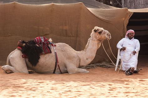 Professional camel racing, like horse racing. Article: 10 Things To Do In Abu Dhabi - Part 1/2 | | YesNomads