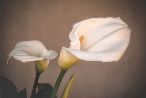 In un arredamento moderno basato sull'alternanza di colori tenui come il nero, il bianco, il tortora un tocco di colore si può avere con piante e fiori. Arredare Casa Con I Fiori Calle : Calla Selvatica Erbacea ...