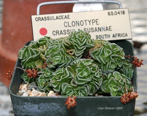 Cactus and succulent society of america. PlantFiles Pictures: Crassula Species (Crassula susannae ...