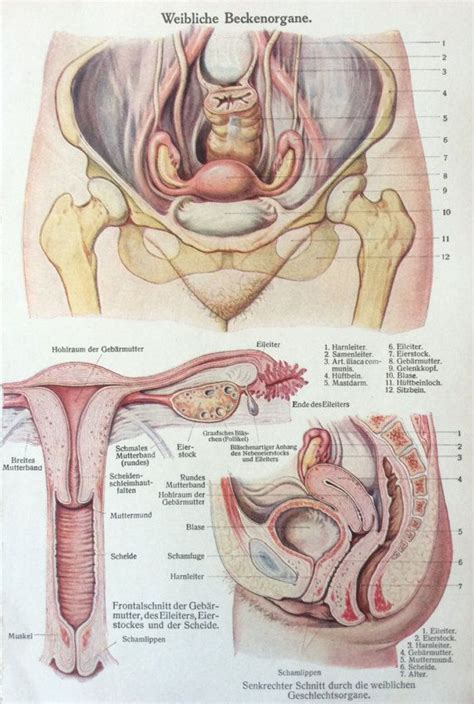 Other factors such as pregnancy, diabetes, weakened immune systems, tight fitting clothing, or douching. Vintage 1920s German Anatomy FEMALE REPRODUCTIVE ANATOMY ...