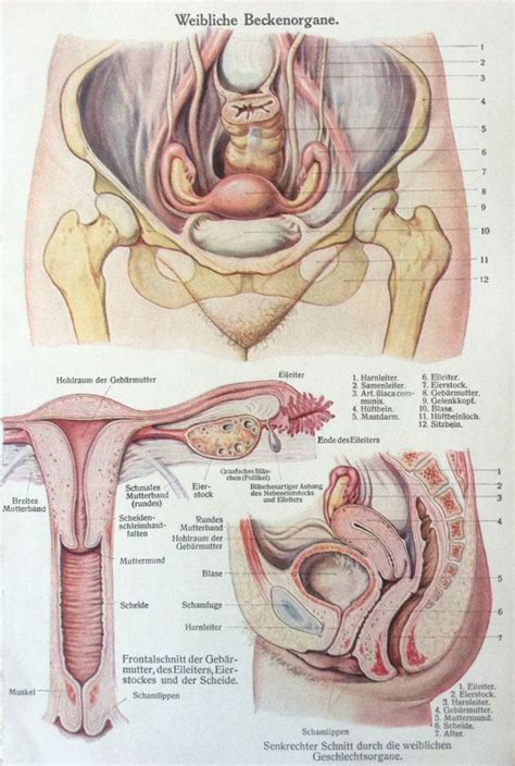 The body makes a new wall every month, just in case there is a baby. Vintage 1920s German Anatomy FEMALE REPRODUCTIVE ANATOMY ...