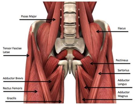 Groin muscle injury from running or falling. Undiagnosed Hip Injuries & Stubborn Fat Loss | Ric Size