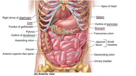 This article contains a list of organs of the human body. Internal Human Organs Diagram | Human organ diagram, Human body organs anatomy, Body organs diagram