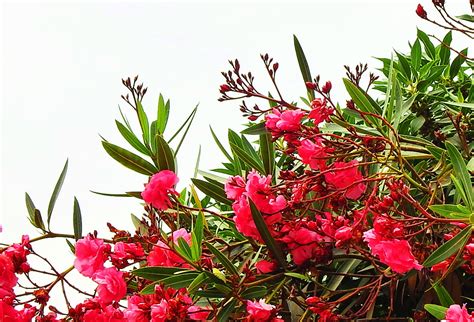 Oleander is regularly grown in gainesville, florida. Oleander.... Foto & Bild | pflanzen, pilze & flechten ...