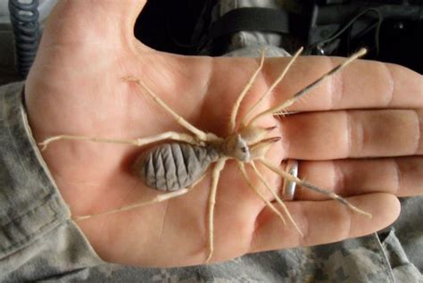 Camel spiders are not even spiders. Pin on venom, stings,fangs,spines