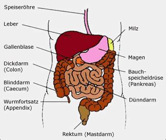 It receives digested food from the small intestine, from which it absorbs water and ions to. Darmkrebs - Darm: Anatomie/Funktion | vitanet.de