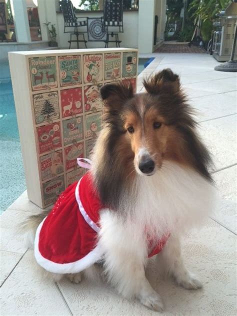 From stunning purebreds to unique designer breeds, our pupper selection includes various bloodlines, coat types, personalities, and colors. Missouri Sheltie Puppies For Sale Branson MO AKC Sheltie ...