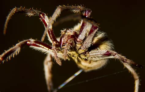 Maybe you would like to learn more about one of these? Garden Orb Weaver