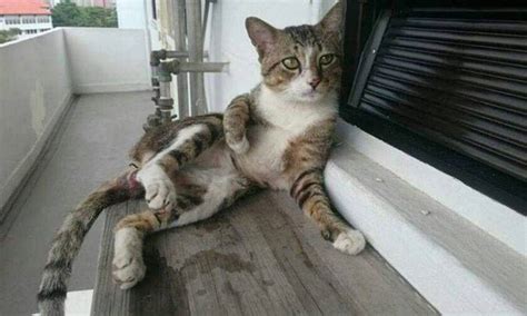 We did not find results for: Cat found with rod stuck in its testicles at Jalan Minyak ...