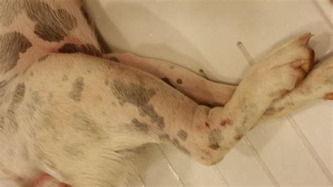 Symptoms of a blood clot in the venous system can include swelling of the affected area, warmth, redness, and pain. HOPE Dog Rescue: A Dying "Baby"