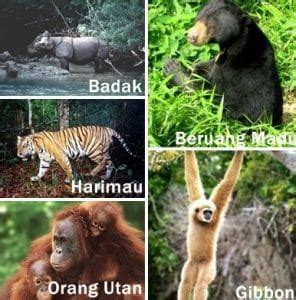 Ini dikarenakan, pada zaman es, pulau jawa, sumatra, kalimantan dan benua asia berada dalam satu daratan sama sehingga disebut daerah dangkalan sunda. contoh fauna oriental - Flora dan Fauna