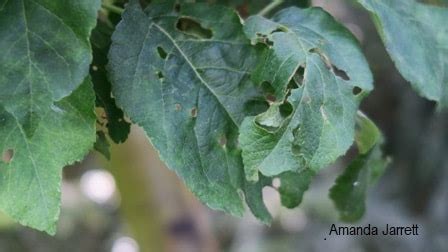 Maybe you would like to learn more about one of these? Dormant Oil for Overwintering Pests - THE GARDEN WEBSITE.COM