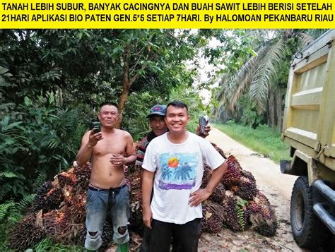 Keadaan fisik, biologis, maupun kimia dalam keadaan baik dan seimbang. Tanah dikebun sawit sudah gembur dan subur, ada cacingnya ...