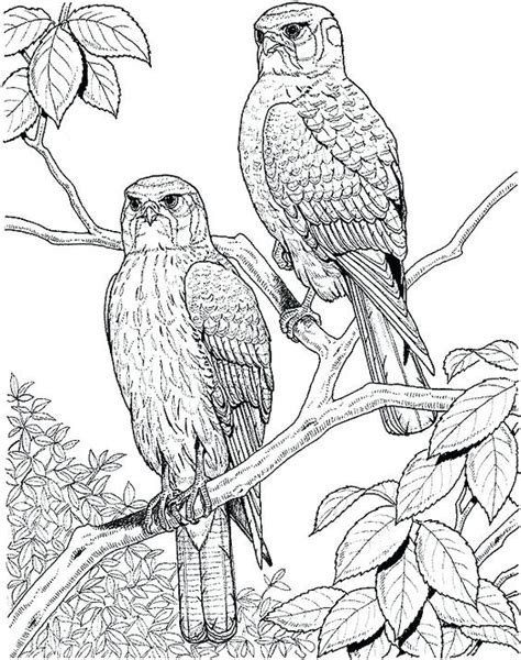 Collection of coloring pages for adults nature (36) advanced coloring pages for adults birds of prey coloring page Realistic Bird Coloring Pages at GetColorings.com | Free ...
