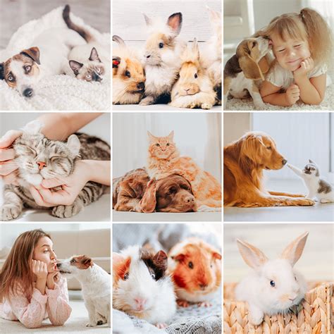 500+ free lightroom presets with over 10.5 million downloads! Pets Lightroom Presets for Classic & Mobile free download ...