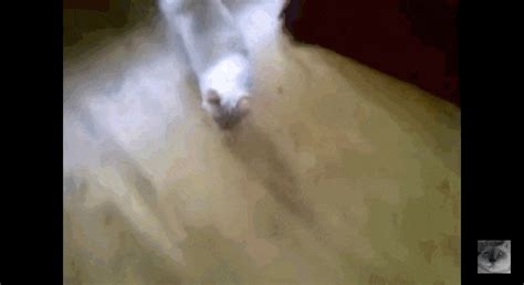 What Is It With Cats, And Their Strange Obsession With ...