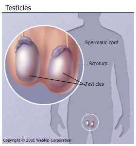 You should knowwhat is normal for you. Testicular cancer. Causes, symptoms, treatment Testicular ...