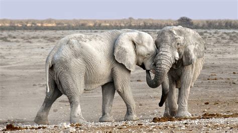 Mimpi anjing laut masuk rumah. 1510 Arti Mimpi Gajah Masuk Rumah | Gomimpi | Tafsir ...
