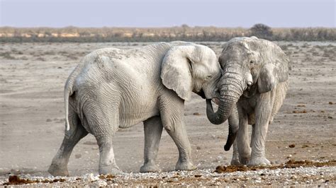 1 jatuh kerana rosak dll; 1510 Arti Mimpi Gajah Masuk Rumah | Gomimpi | Tafsir ...