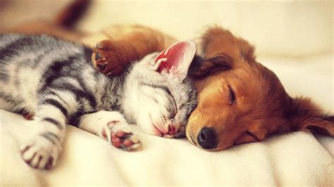 Cats and dogs are in close contact with humans; Cute Cats and Dogs Wallpaper (54+ images)