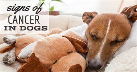 It is also very invasive in that it can easily and rapidly spread to the lungs, lymph nodes. 10 Cancer Warning Signs to Look For in Dogs - Just ...