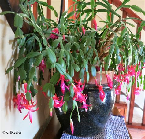 Flowers should start opening within a couple of weeks. A Wandering Botanist: Growing a Happy Christmas Cactus ...