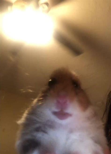 Meme memes 872xxsqe6 — ifunny. "Hamster Staring at Phone" by stertube | Redbubble | Funny ...