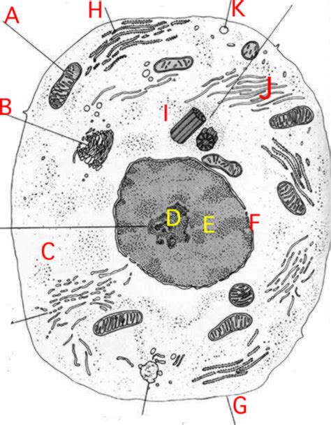 This is an online quiz called label the model human cell. Eukaryotic Animal Cell Diagram