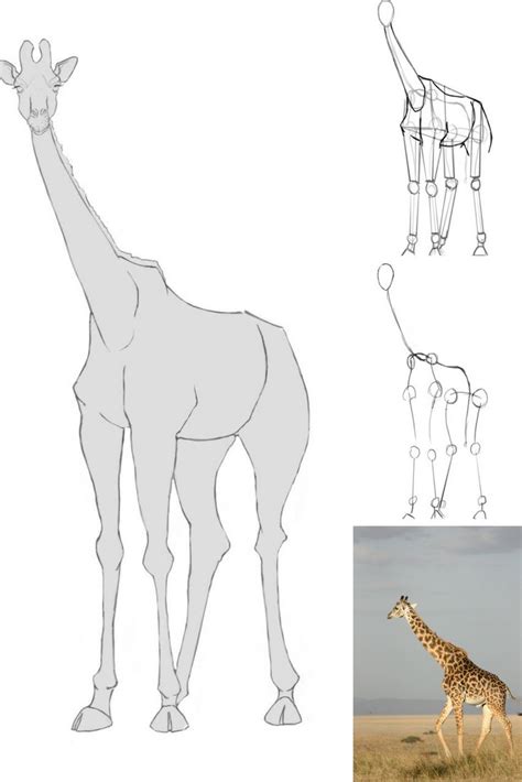 La girafe (giraffa camelopardalis) est une espèce de mammifères ongulés artiodactyles, du groupe des ruminants, vivant dans les savanes africaines et répandue du tchad jusqu'en afrique du sud. Comment dessiner une girafe | Comment dessiner une girafe ...