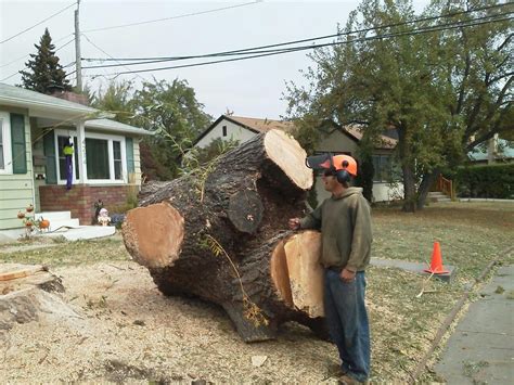 Corrective pruning & thinning crown reduction palms trimmed & skinned tree removal & stump grinding planting: Allaround Tree Service in Rapid City, SD - Peterson Tree ...