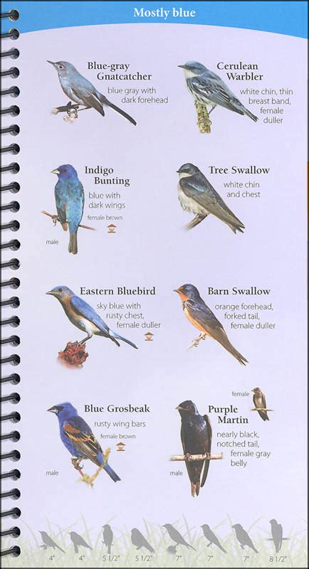 Discover the birds around you. Birds of the Northeast (Adventure Quick Guides ...