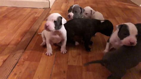 Make no mistake these are real pit bulls with an absolute pure pitbull puppy bloodline. 3 week old pitbull puppies - YouTube