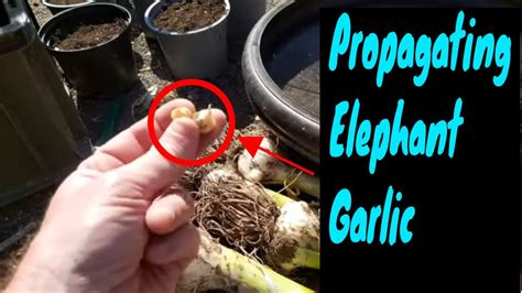 Elephant garlic, allium amperloprasum, isalso, as its name implies, a part of the allium family. Planting corms from elephant garlic - YouTube