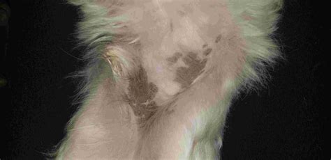 There has been some research done that says dogs can smell chemical changes in humans. My dog has been getting black spots on him, I previously ...