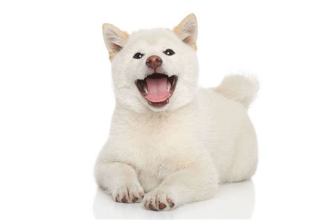 The shiba inu (柴犬, japanese: Shiba Inu - Rassebeschreibung: Charakter &Co - dogbible