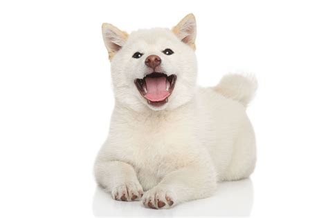 Current shiba inu value is $ 0.000016 with market capitalization of $ 7.95b. Shiba Inu - Rassebeschreibung: Charakter &Co - dogbible