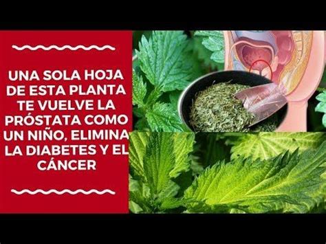 Poderoso ginseng el extracto de ginseng elevaría la sensibilidad a la insulina en pacientes con diabetes. EL MILAGRO DE LA ORTIGA - PLANTA DE ORTIGA DESINFLAMA LA ...