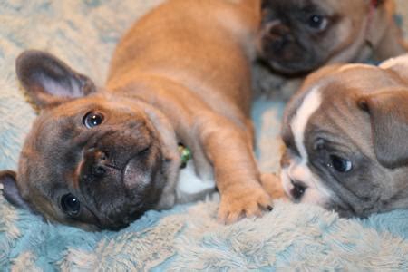 Singing the Blues French Bulldogs - Ask Frankie Breeder ...