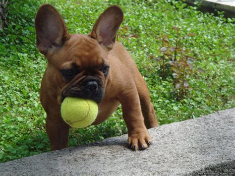 Find french bulldog in dogs & puppies for rehoming | 🐶 find dogs and puppies locally for sale or adoption in canada : That tennis ball is almost as big as him!! #puppy # ...