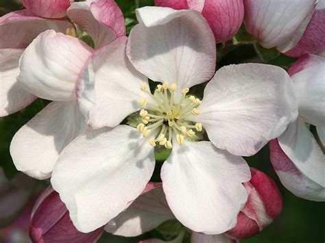 Find the perfect crab apple stock photos and editorial news pictures from getty images. Crab Apple | Bach Flower Learning Programme & Educational ...