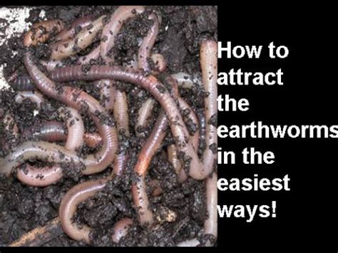 They are beneficial to any vegetable in fact, a natural abundance of earthworms in your garden is a pretty good indicator of the overall health of your soil. How to attract the Earthworms in Easiest methods! - YouTube